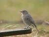 Black Redstart at Gunners Park (Steve Arlow) (71374 bytes) Black Redstart at Gunners Park (Steve Arlow) (71374 bytes)